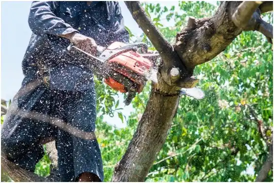 tree services Pepin